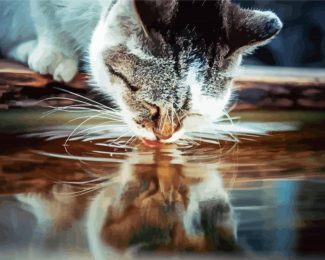 Cat Drinking Water Diamond Paintings