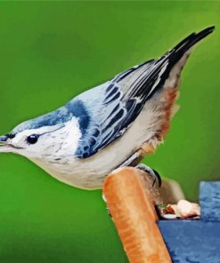 Breasted Nuthatch Diamond Paintings