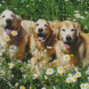 Golden Retrievers Puppies Diamond Paintings