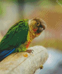 Green Cheeked Parakeet Diamond Paintings