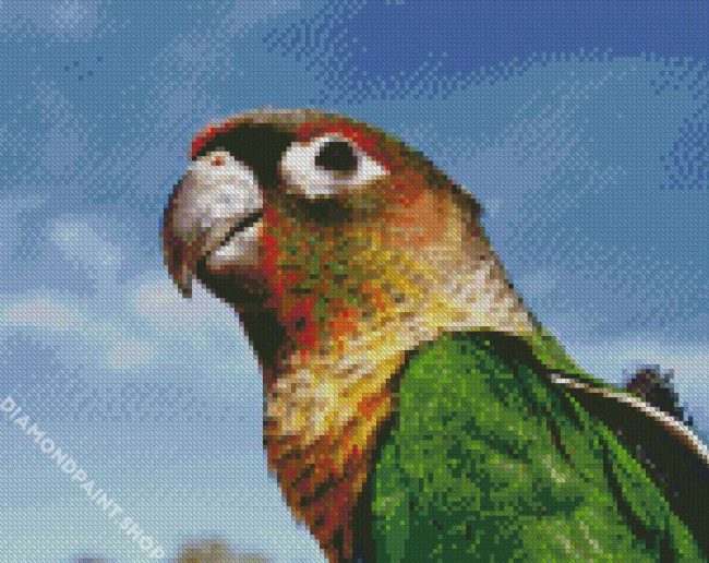 Close Up Cheeked Parakeet Diamond Paintings