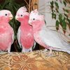 Cockatoo Bird Diamond Paintings