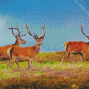 Highland Stag Animals Diamond Paintings