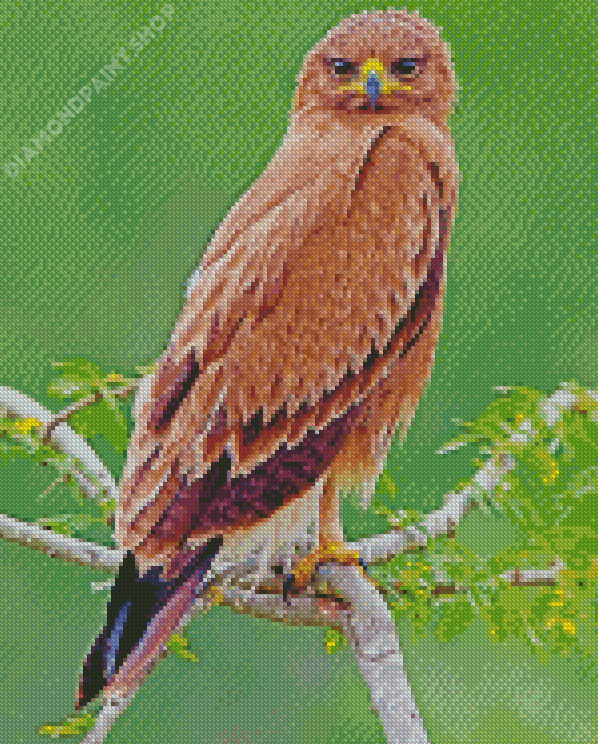 Indian Spotted Eagle Diamond Paintings