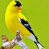 Yellow Finche Bird Diamond Paintings