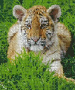 Baby Tiger Diamond Paintings