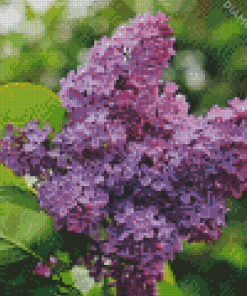 Purple Lilac Tree Diamond Paintings