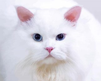 White Persian Kitty Diamond Paintings