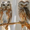 Couple Owl Diamond Paintings