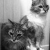 Monochrome Fluffy Cats Diamond Paintings