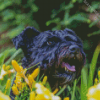 Black Cairn Terrier Dog Diamond Paintings