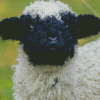 Cute Blacknose Sheep Diamond Paintings