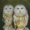 Couple Owl Birds Diamond Paintings