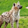 Spotted Hyena Diamond Paintings