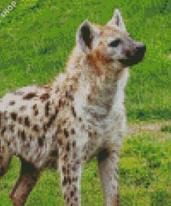 Spotted Hyena Diamond Paintings