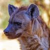 Animal Spotted Hyena Diamond Paintings