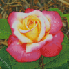 Beautiful Peace Roses Diamond Paintings