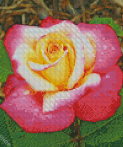 Beautiful Peace Roses Diamond Paintings