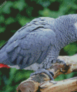 African Grey Parrot Diamond Paintings