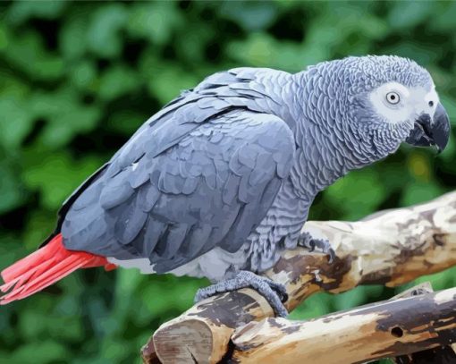 African Grey Parrot Diamond Paintings