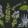 Aesthetic Botanical Plants Diamond Paintings