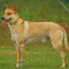 Carolina Dog Diamond By Paintings