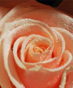 Close Up Peach Rose Diamond Paintings