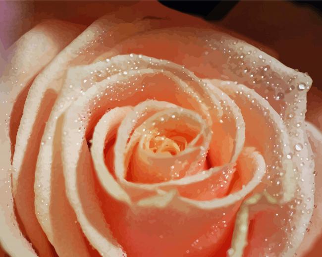 Close Up Peach Rose Diamond Paintings