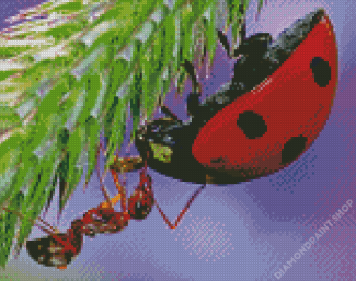Close Up Ant And Ladybug Diamond Paintings