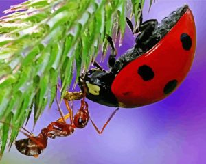 Close Up Ant And Ladybug Diamond Paintings