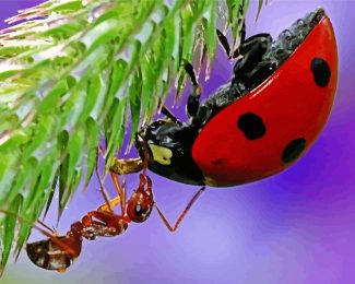 Close Up Ant And Ladybug Diamond Paintings