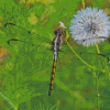 Cute Dragonfly And Dandelion Diamond Paintings