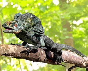 Black Frilled Dragon Diamond Paintings