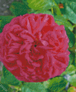 Fuchsia Musk Rose Diamond Paintings