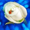 Ladybug On White Rose Diamond Paintings
