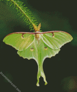 luna Moth Diamond Paintings