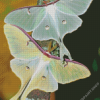 Luna Moth Insects Diamond Paintings