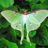 Green luna Moth Diamond Paintings