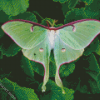 Green luna Moth Diamond Paintings