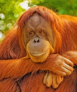 Orangutans Animal Diamond Paintings