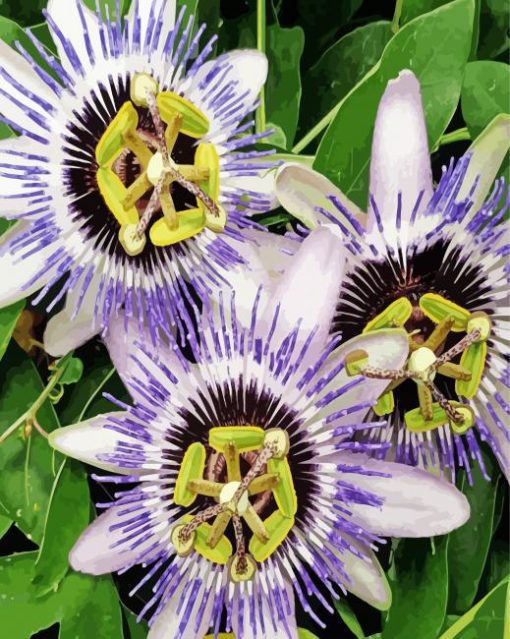 Passion Flowers Diamond Paintings