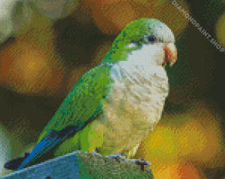 Quaker Parrot Bird Diamond Paintings