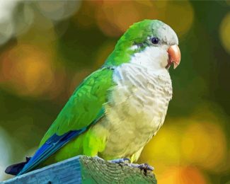 Quaker Parrot Bird Diamond Paintings