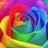 Rainbow Rose Diamond Paintings