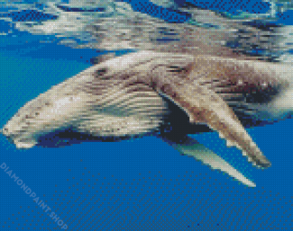 Spem Whale Fish Diamond Paintings