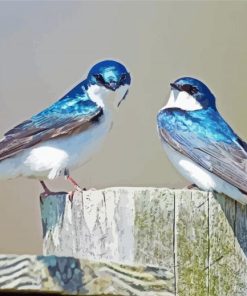 Adorable Swallow Birds Diamond Paintings