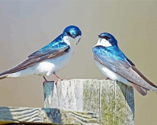 Adorable Swallow Birds Diamond Paintings