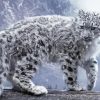The Snow Leopard Diamond Paintings