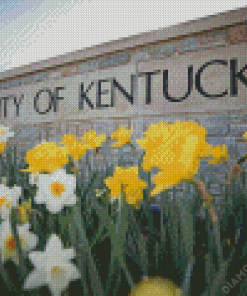 University Of Kentucky Diamond Paintings