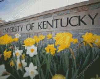 University Of Kentucky Diamond Paintings